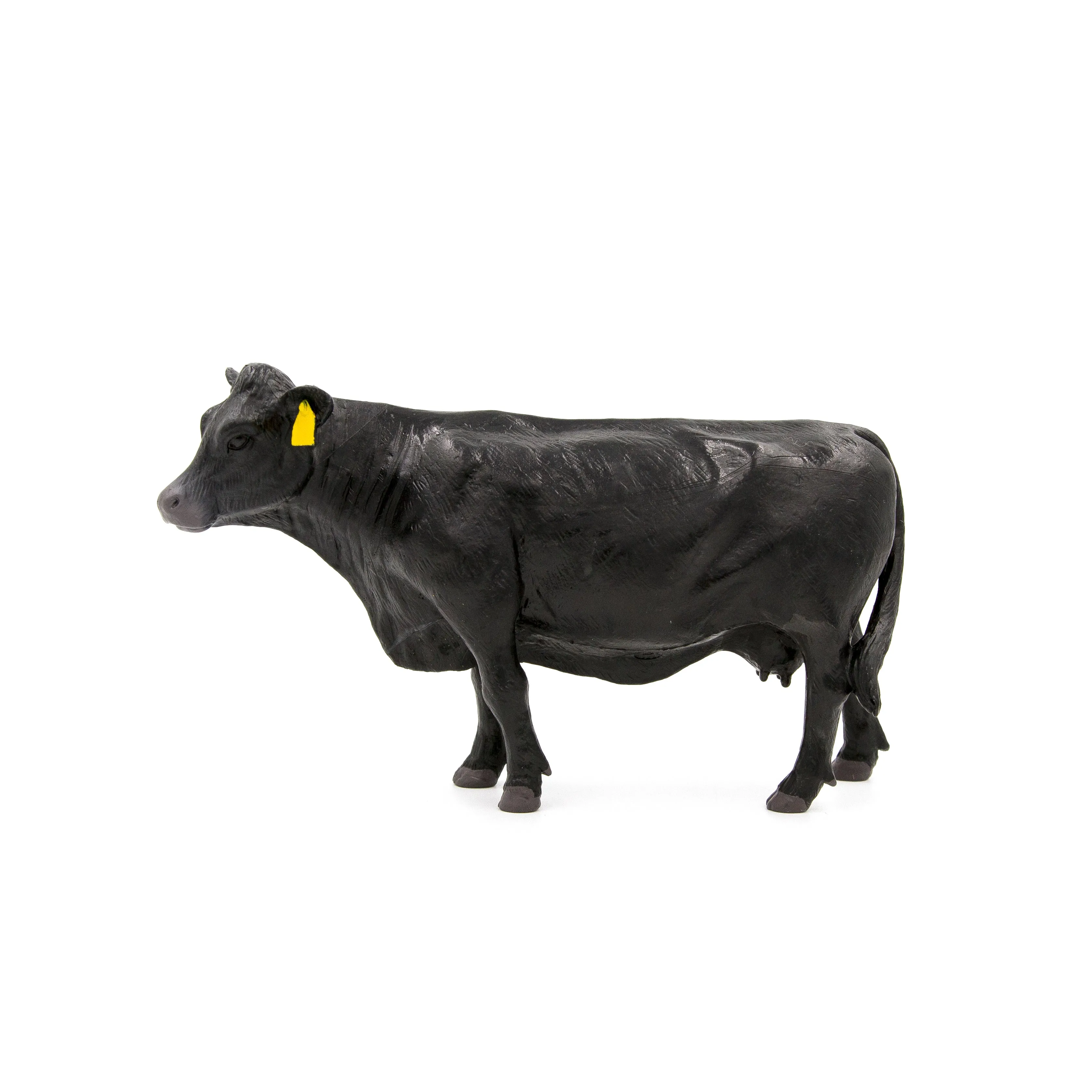 Black Angus Cow